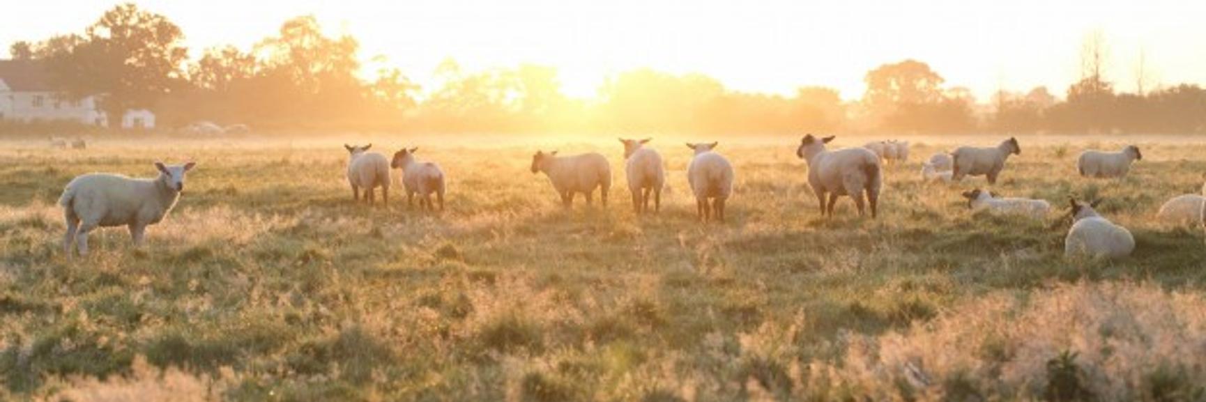 /cms/media/Farm-sheep-_2mb-1-624x416.jpg