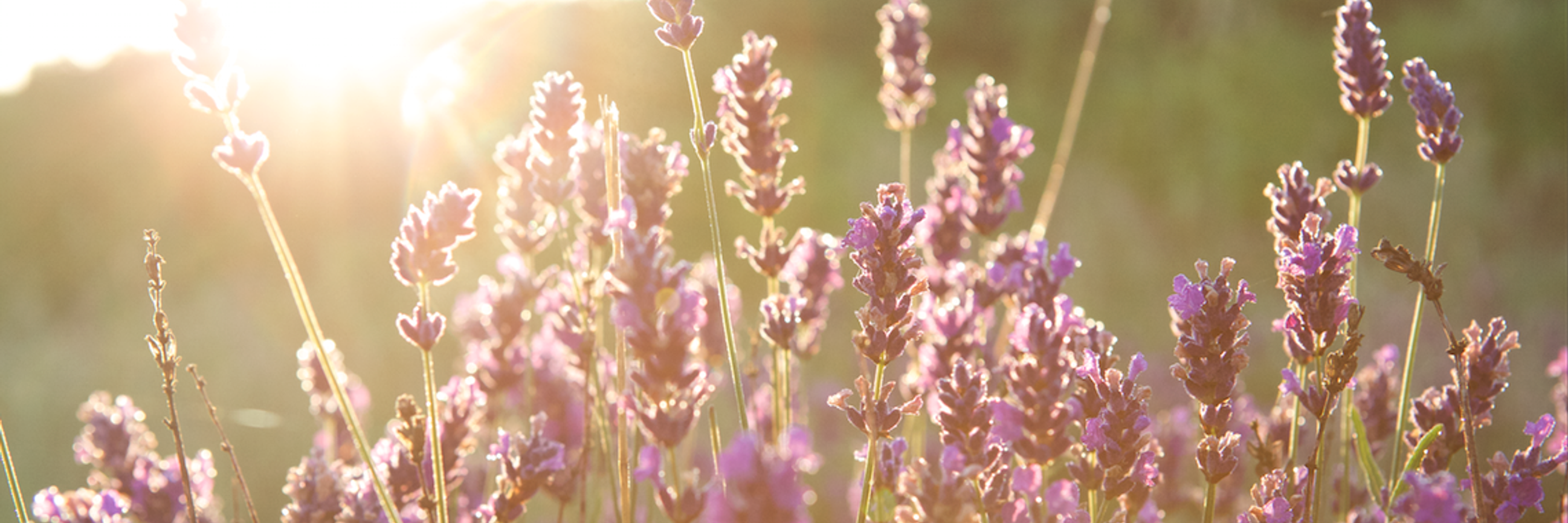 /cms/media/lavender.png
