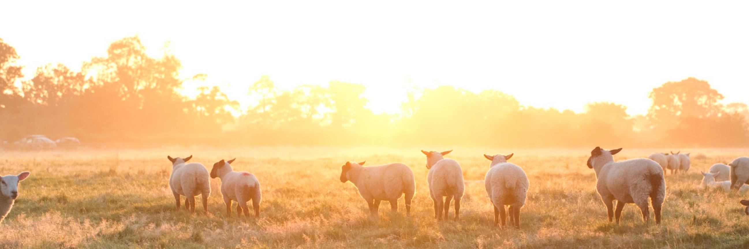 /cms/media/sheep-banner.jpg